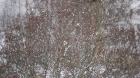Snowfall on the background of blurry trees 動画素材 222994876