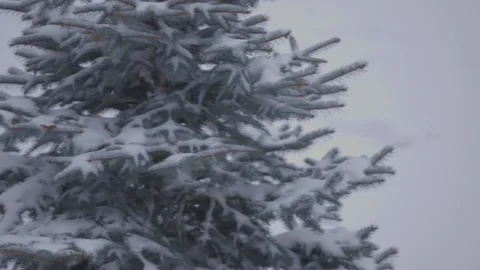 Snowfall on a background of a Christmas tree. Snowstorm and wind. Stock-Footage 145693594