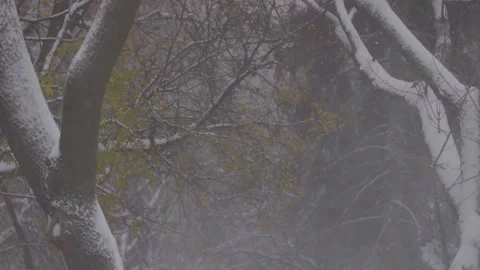 Snowfall on a background of a Christmas tree. Snowstorm and wind. Stock-Footage 146547173