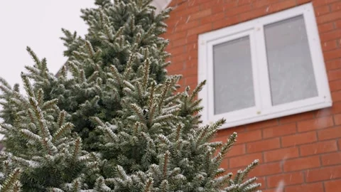 Snowfall on the background of a fir tree and a house Stock Footage 329234437