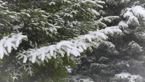 Snowfall on the background of fir trees in the forest Stock Footage 147588311