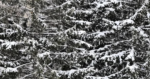 Snowfall on the background of fir trees, winter. Background video. Vídeos de archivo 121303866