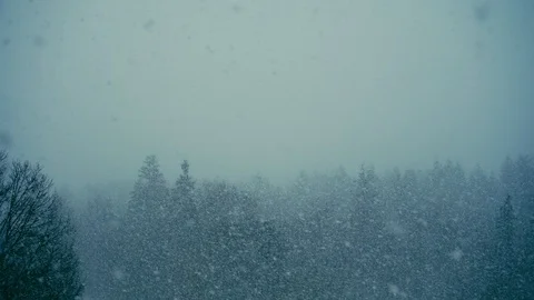 Snowfall on the background of the forest Stock Footage