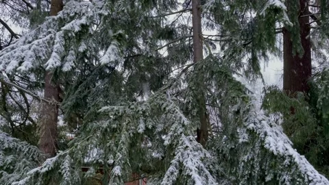 Snowfall on the background of pine tree branches covered with snow Stock Footage 235662128