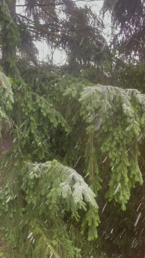Snowfall on the background of pine tree branches covered with snow Stock Footage 235663351