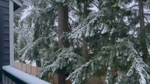 Snowfall on the background of pine tree branches covered with snow Stock Footage 236081153