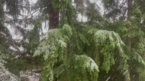 Snowfall on the background of pine tree branches covered with snow Stock Footage 236317243