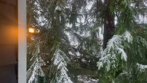 Snowfall on the background of pine tree branches covered with snow Stock Footage 236741656