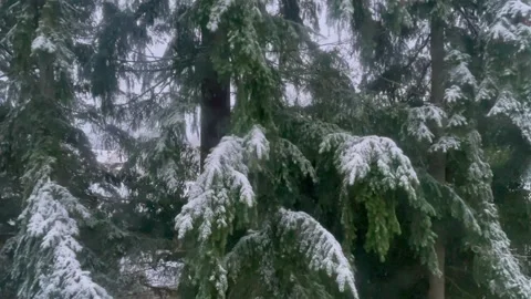 Snowfall on the background of pine tree branches covered with snow Stock Footage 239964598