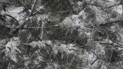 Snowfall on background of pine tree close-up. Nature background 動画素材 84858058