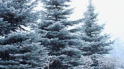 Snowfall on the background of pine tree Stock Footage 58166442
