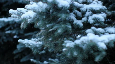Snowfall on the background of pine tree Video stock 58166463