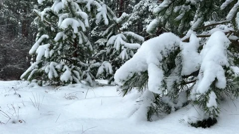 Snowfall background. Pine tree in Snow in a beautiful Winter forest. Stock Footage 260605945