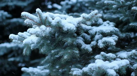 Snowfall on the background of pine tree. Winter evening. Stock Footage 58177585