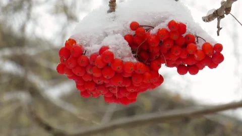 Snowfall on the background of red clusters of mountain ash Stock Footage 164596388