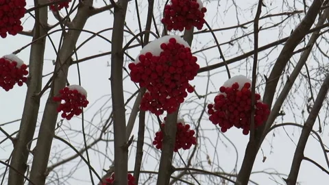 Snowfall on the background of red clusters of mountain ash Stock Footage 164596390