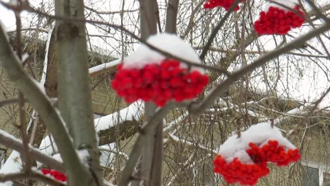 Snowfall on the background of red clusters of mountain ash Video stock 164596397