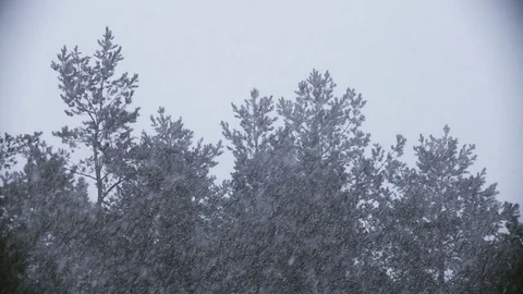 Snowfall on the background of swaying pines. Stock Footage 72195255