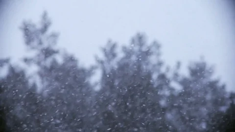 Snowfall on the background of swaying pines. Video stock 72197980