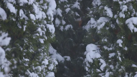 Snowfall on a background of thuja tree. Hurdelitsa and wind. Stock Footage 143822675