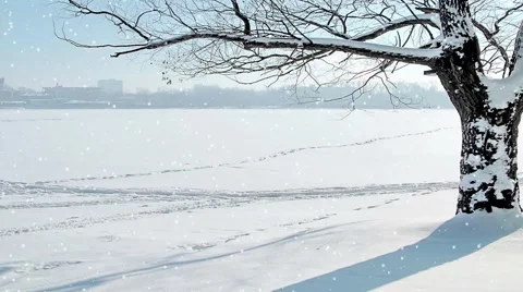 Snowfall on a background a tree Vídeos de archivo 68490692