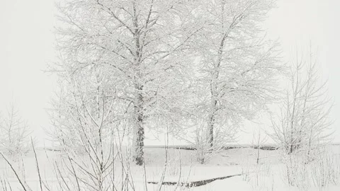 Snowfall on a background of trees covered with snow Stock Footage 120532243