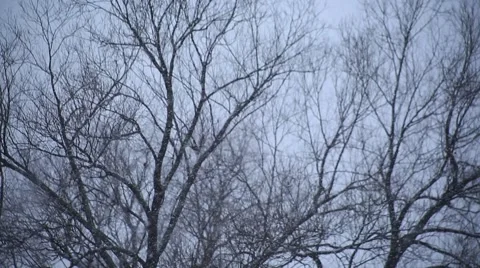Snowfall on the background of trees Stock Footage 52924007