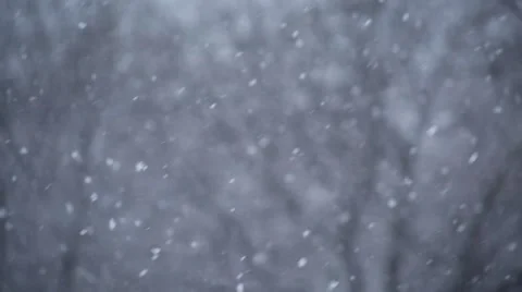 Snowfall on the background of trees Stock Footage 52924067