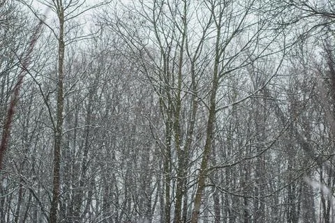 Snowfall on the background of trees without leaves Foto stock