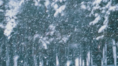 Snowfall Background in Winter Pine Forest with Snowy Christmas Trees. Slow Video stock 101381159