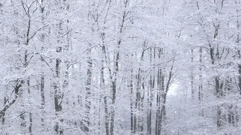 Snowfall on the background of winter trees. Snow covered forest. Stock Footage 221651295