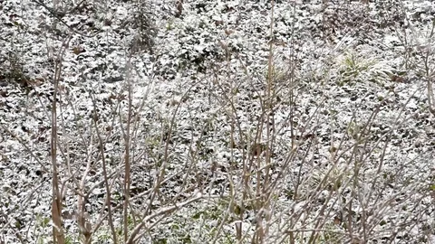 Snowfall on bare ground Stock Footage 102209791