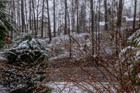 Snowfall on Bare Tree Branches in Winter Forest with Fresh Buds Fotos de archivo