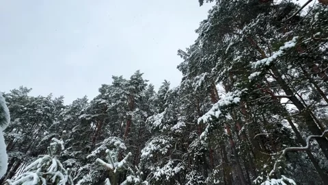 Snowfall in a beautiful winter pine forest covered in snow Stock Footage 260605674