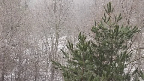 Snowfall begining in a winter park Vídeo Stock 70751459
