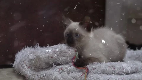 Snowfall Beginning on Oriental Carpet Laid in Garden Video stock 330275347