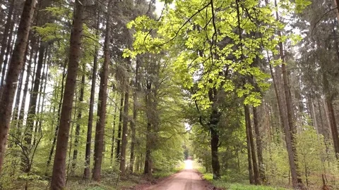 Snowfall Beginning Over Tall Green Forest Stock Footage 330277783