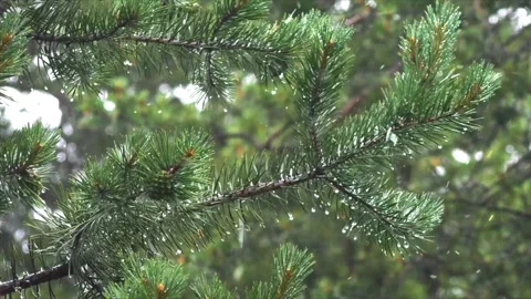 Snowfall Beginning Over Tall Green Forest Video stock 330277997