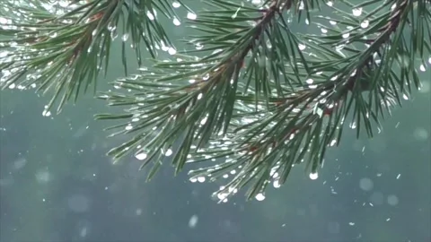 Snowfall Beginning Over Tall Green Forest Stock Footage 330278010