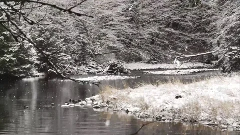 Snowfall Beginning Over Tall Green Forest Stock Footage 330278383