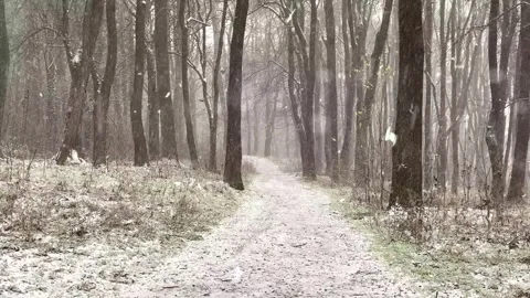 Snowfall Beginning Over Tall Green Forest Stock Footage 330278822