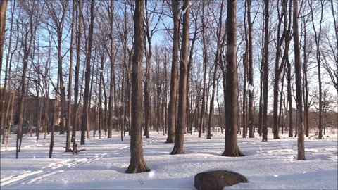 Snowfall Beginning Over Tall Green Forest Stock Footage 330278853