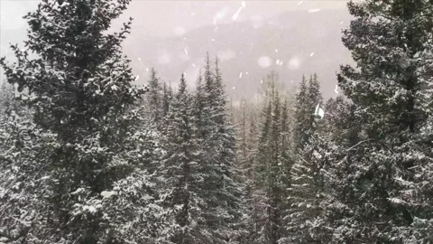 Snowfall Beginning Over Tall Green Forest Stock Footage 330279063