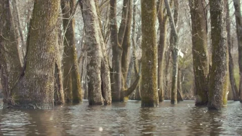 Snowfall Beginning Over Tall Green Forest Video stock 330279674