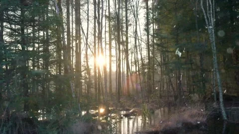 Snowfall Beginning Over Tall Green Forest Video stock 330279895