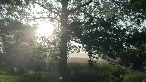 Snowfall Beginning Over Tall Green Forest 스톡 동영상 330279904