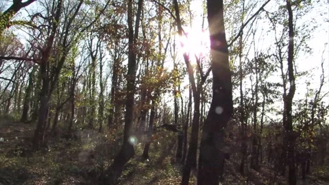 Snowfall Beginning Over Tall Green Forest Stock Footage 330279913