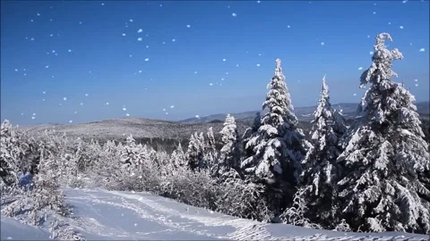 Snowfall Begins on a Pine Forest Covered in Snow Stock Footage 325329100