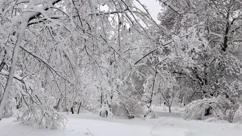 Snowfall in a birch forest. Stock Footage 148277474