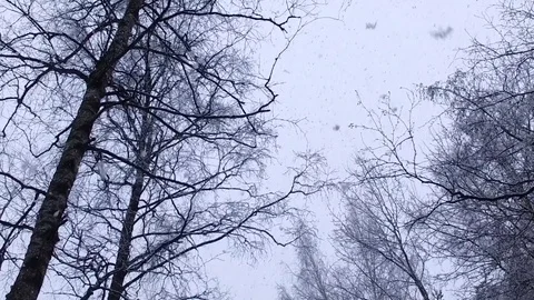 Snowfall in a birch grove 库存影片 73875174